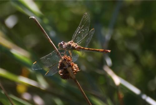Sympetrum meridionale